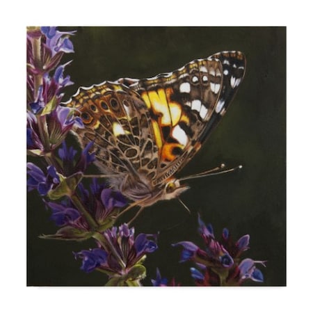 Rusty Frentner 'Yellow Butterfly' Canvas Art,24x24